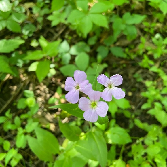 Meet your Posher, Kate - Picture 1 of 1